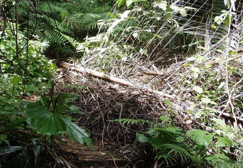 Varani spazzini, noci di cocco, rattan e altri pericoli!